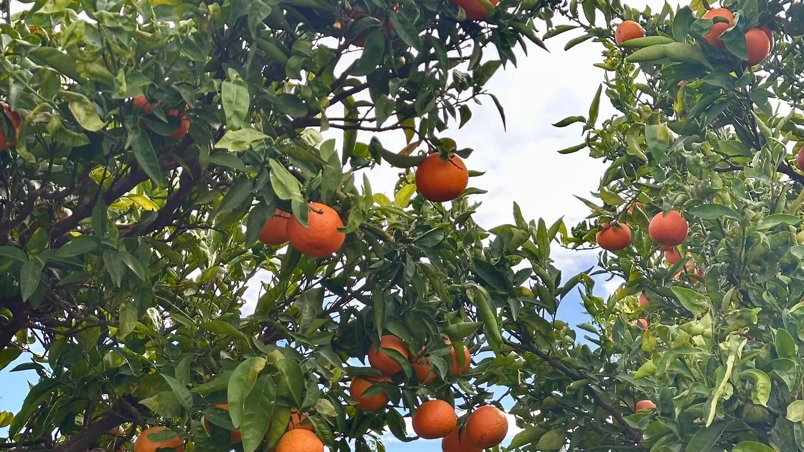 Laranjas maduras em um pé de laranja carregado de frutos