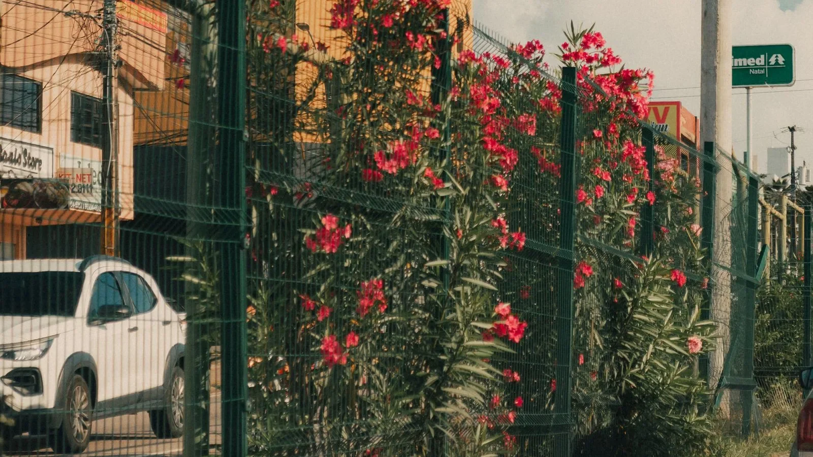 Rua residencial com flores vermelhas ao longo de um muro